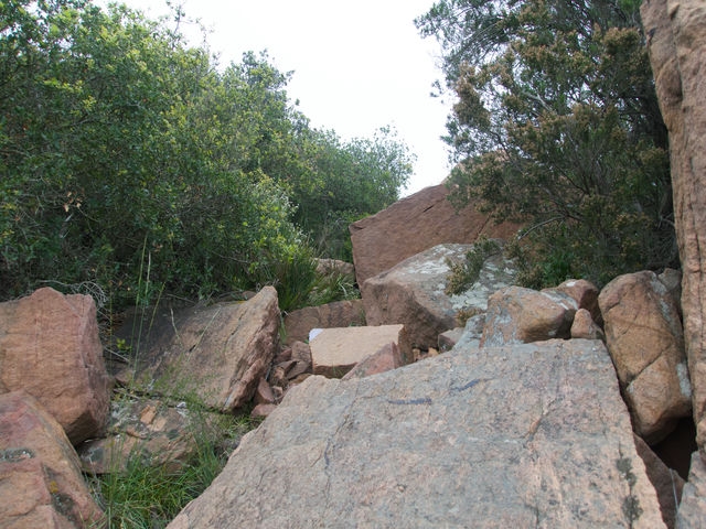 Trepada