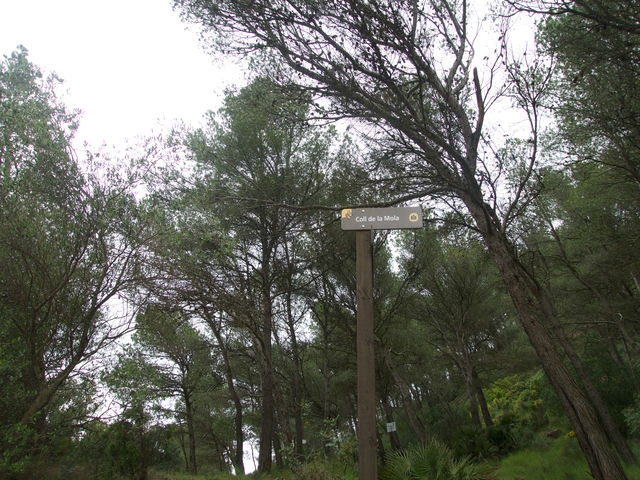 Collado