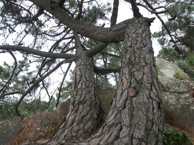Bosque