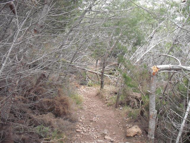 Bosque