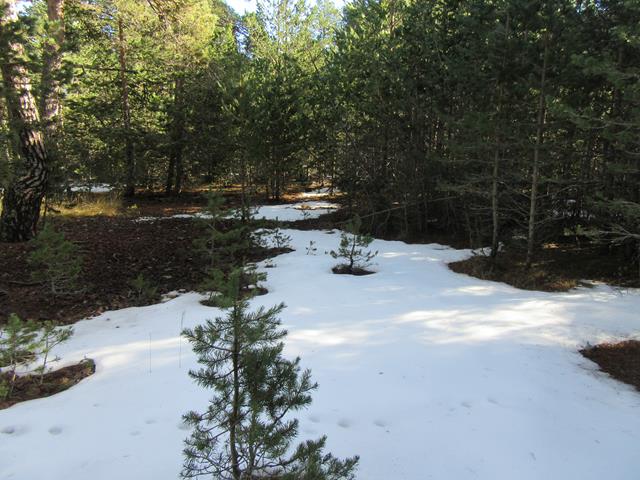 Nieve
